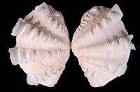 藏品(鱗硨磲蛤)的圖片